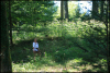 Aemb13_4721_lila_und_weisze_Blueten_im_Wald.jpg